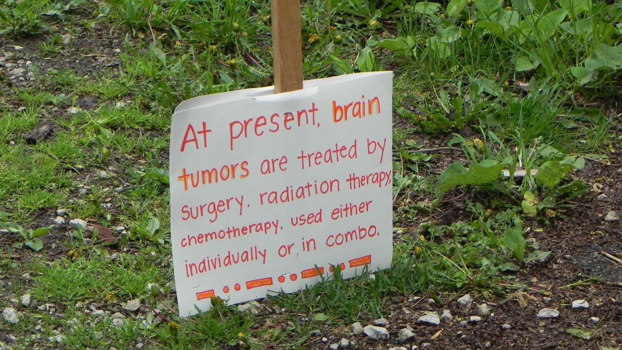 Walk To End Brain Tumors Photo