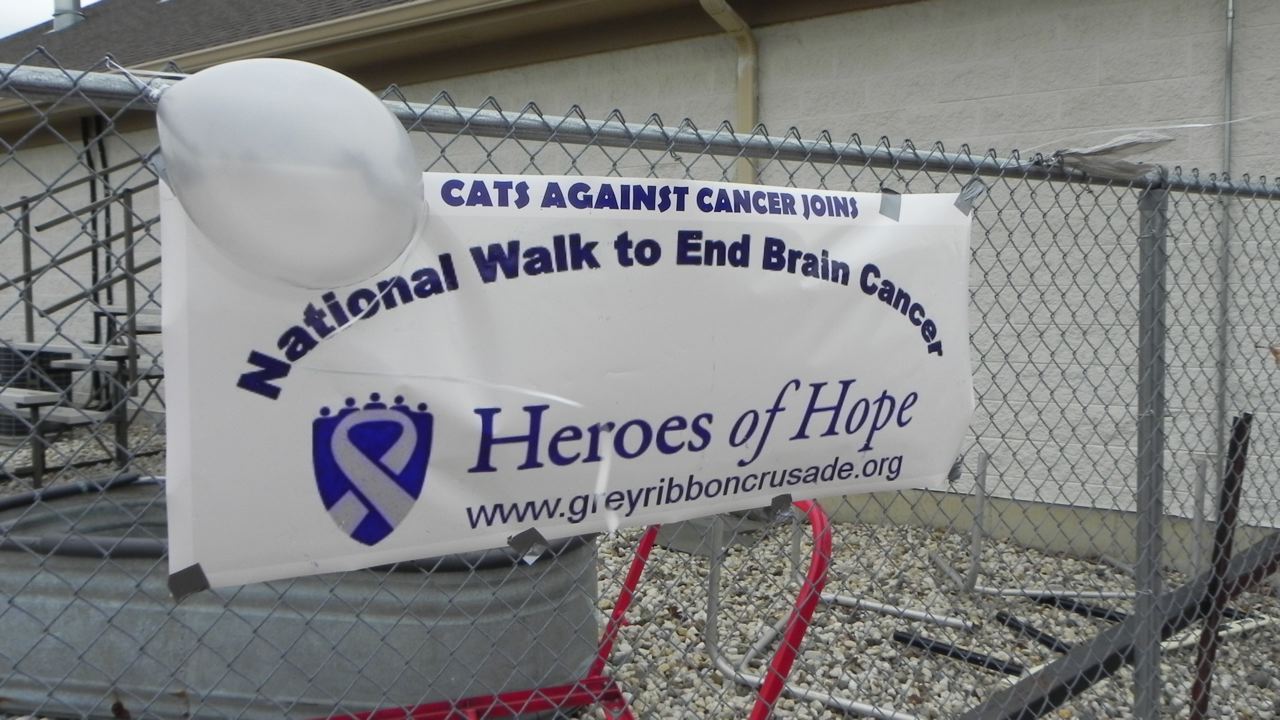Walk To End Brain Tumors Photo
